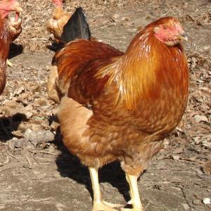 Pas d\'image pour cet article