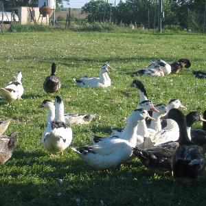 Pas d\'image pour cet article