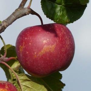 Pas d\'image pour cet article