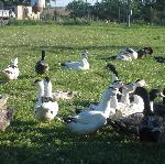 Pas d\'image pour cet article