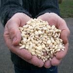 Pas d\'image pour cet article