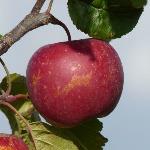 Pas d\'image pour cet article