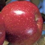 Pas d\'image pour cet article